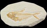 Bargain Diplomystus Fossil Fish - Wyoming #42488-1